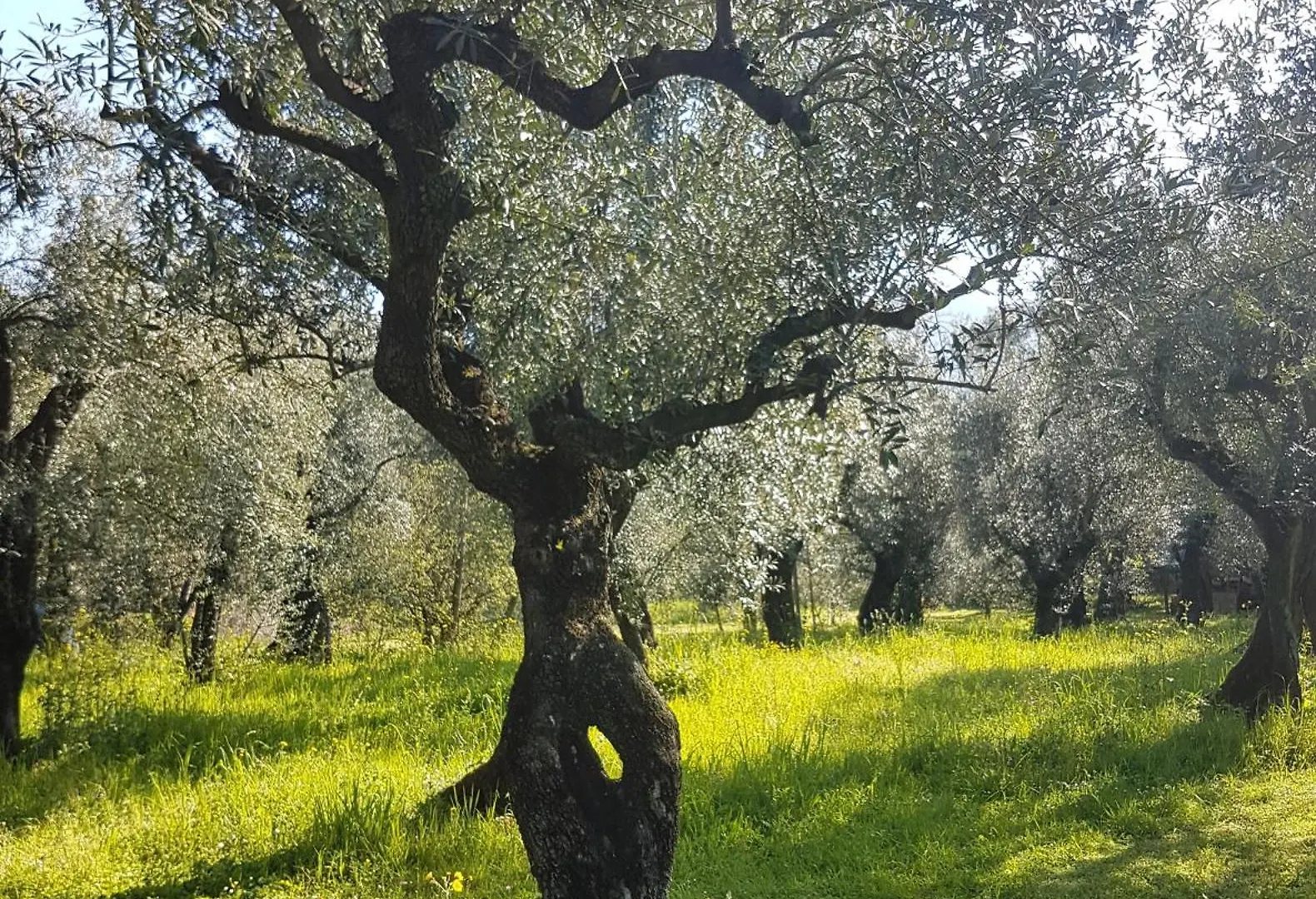 Antico Uliveto Guest House Seravezza 0*,