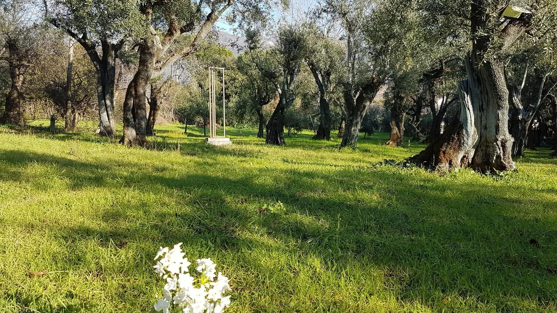 Antico Uliveto Guest House Seravezza