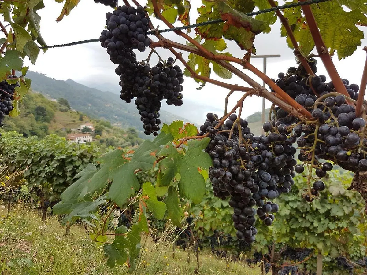 Antico Uliveto Guest House Seravezza 0*,
